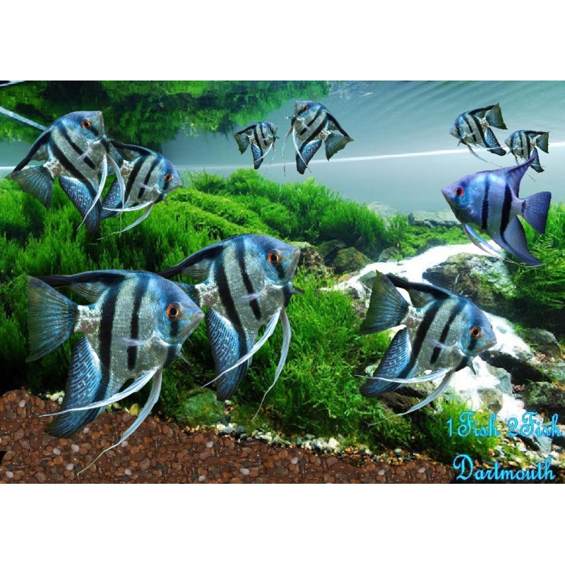 Blue Zebra Angelfish “Pterophyllum Scalare”