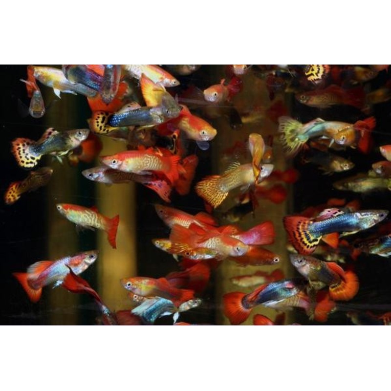 Guppy Fish “Poecilia reticulata”