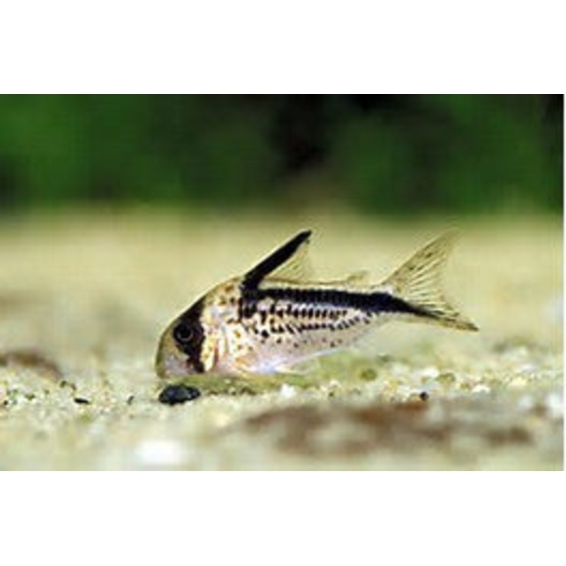 Loxozonus Corydoras