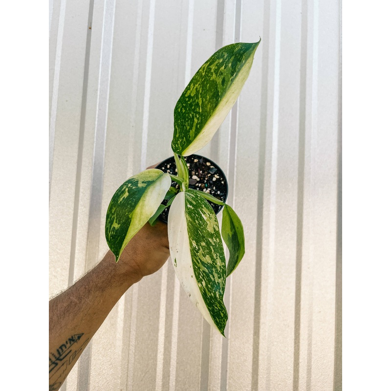 4″ Philodendron ‘Jose Buono Fiesta’