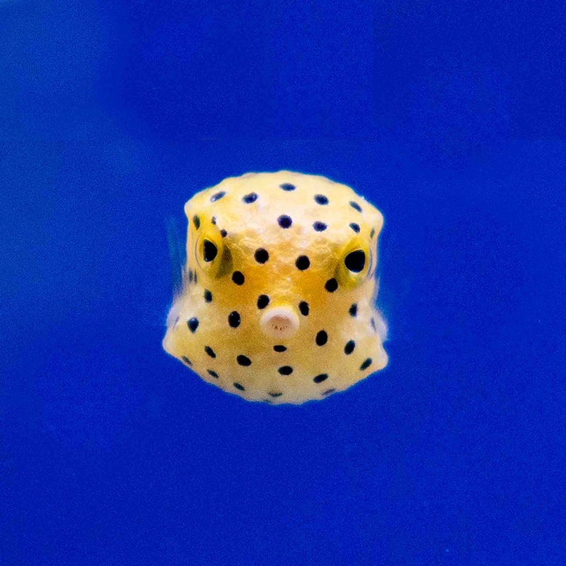 Yellow Box Fish – (No Online Purchases)