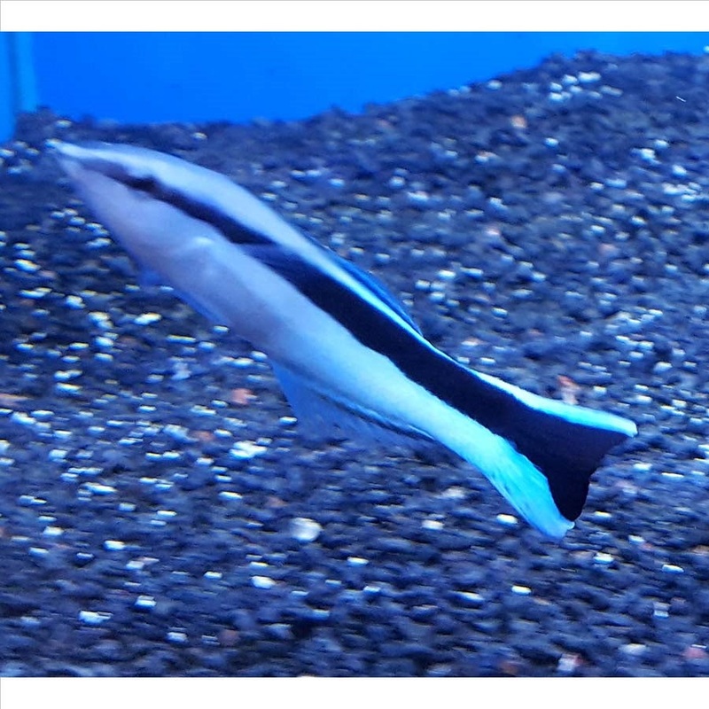 Cleaner Wrasse (No Online Purchases)