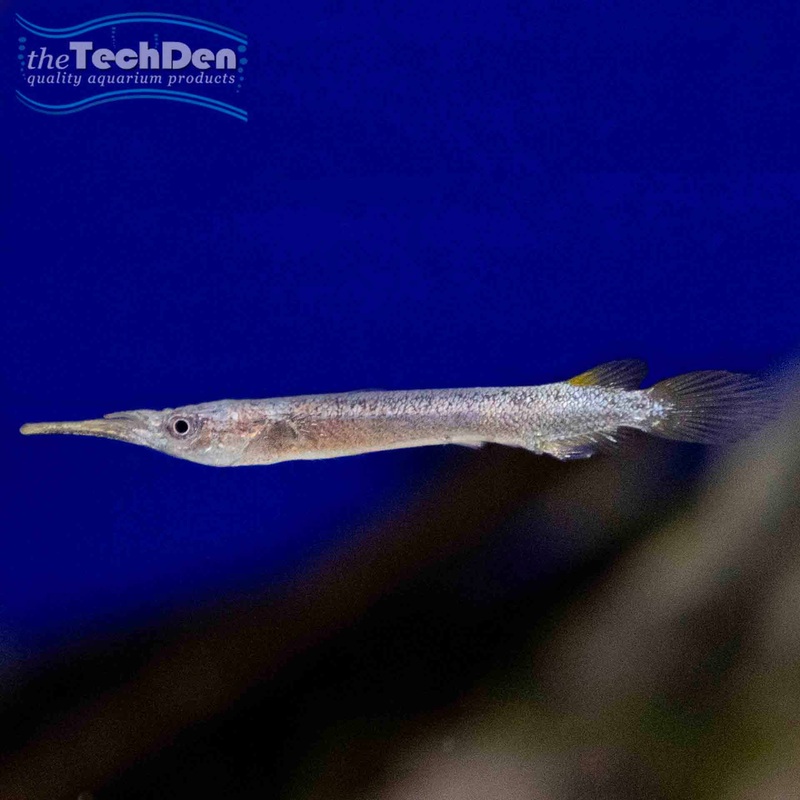 Gold Half Beak (Dermogenys pusilla) – (No Online Purchases)