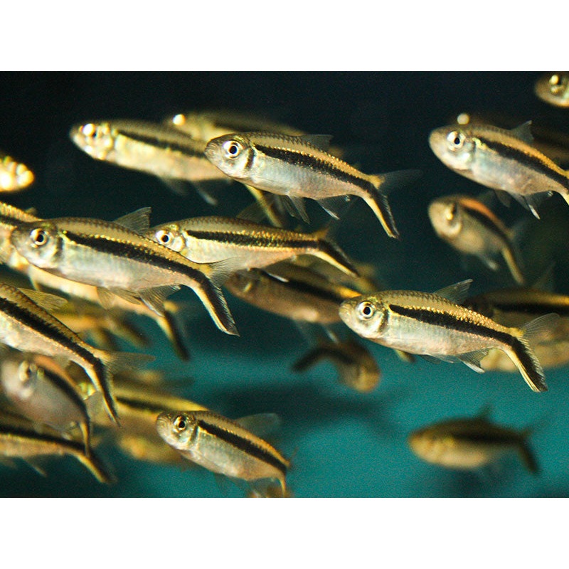 Penguin False Tetra “Thayeria boehlkei”