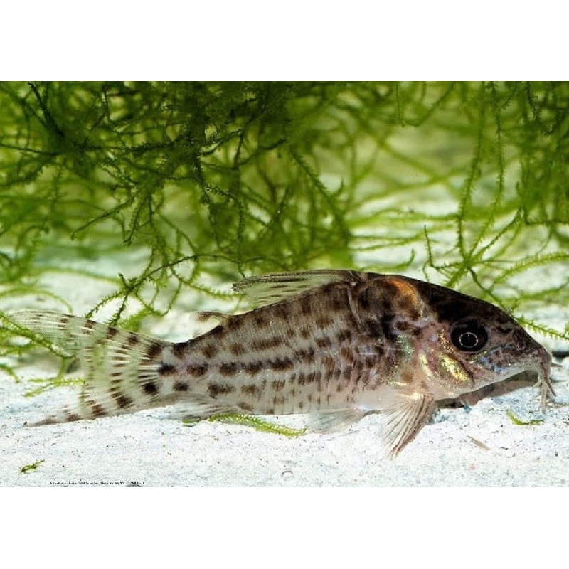 Spotted Cory Catfish “Corydoras agassizii”