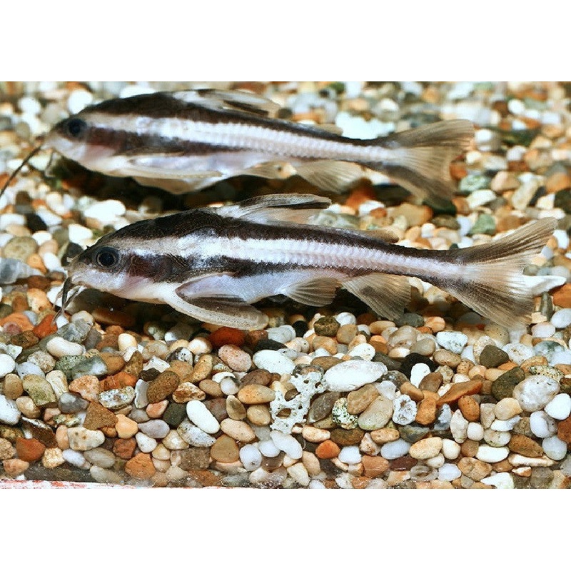 Striped Raphael Catfish “Platydoras costatus”