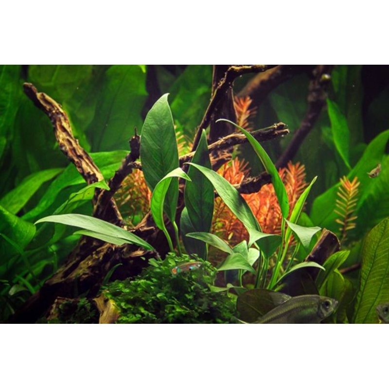 Anubias Glabra