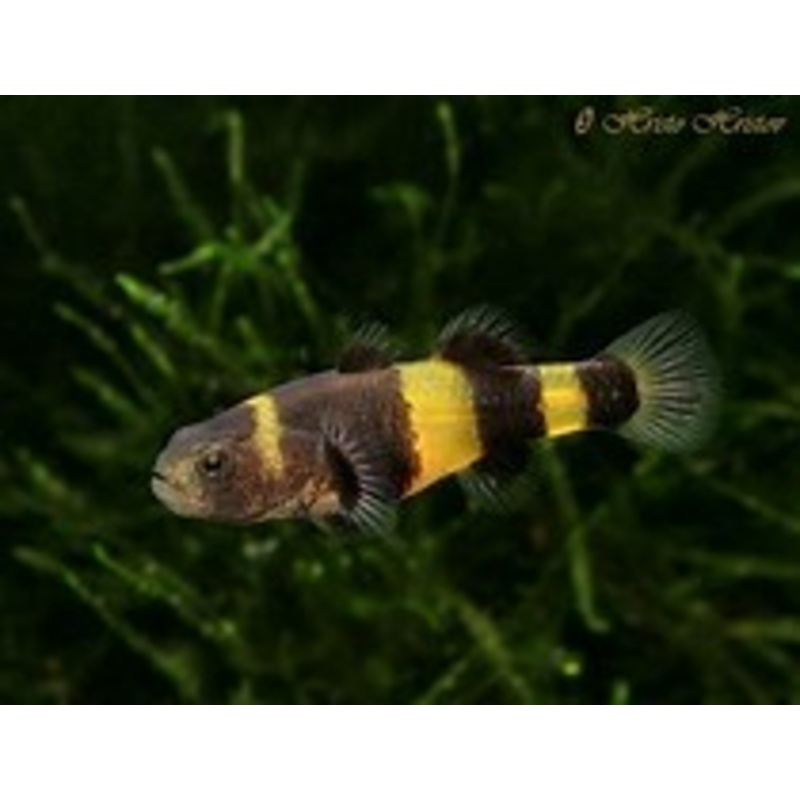 Bumblebee Gody (Brachygobius doriae)
