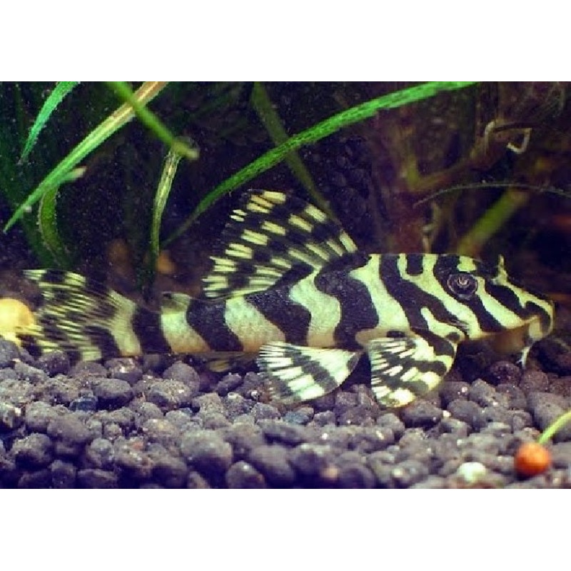 L134 – Leopard Frog Pleco “Peckoltia compta”