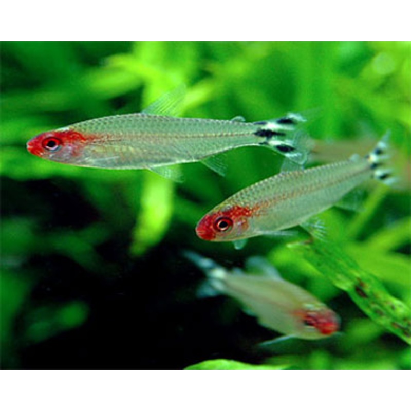Rummy Nose Tetra