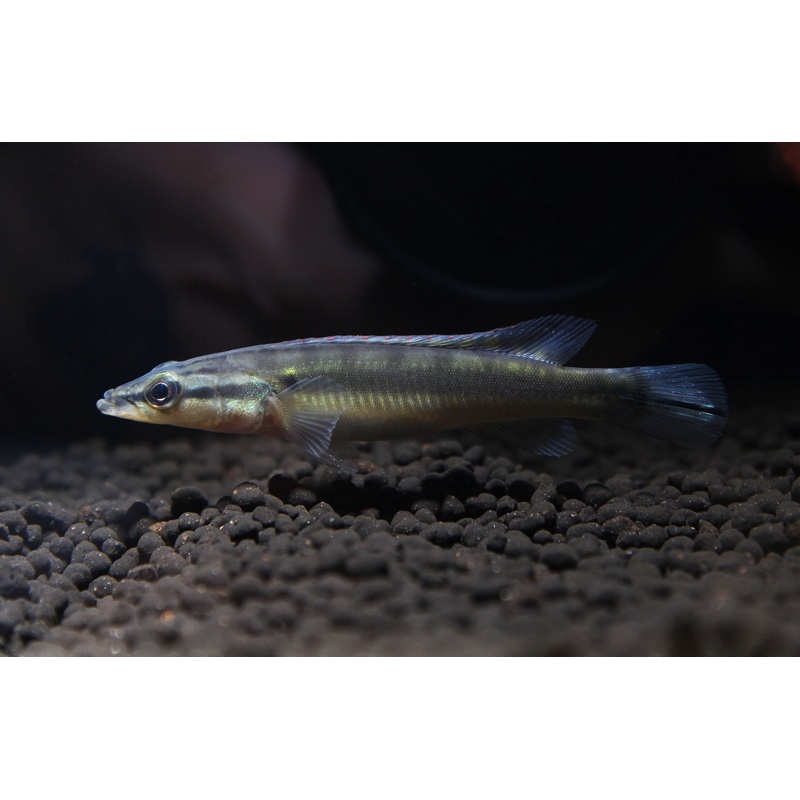 Zebra Pike Juvenile 2″