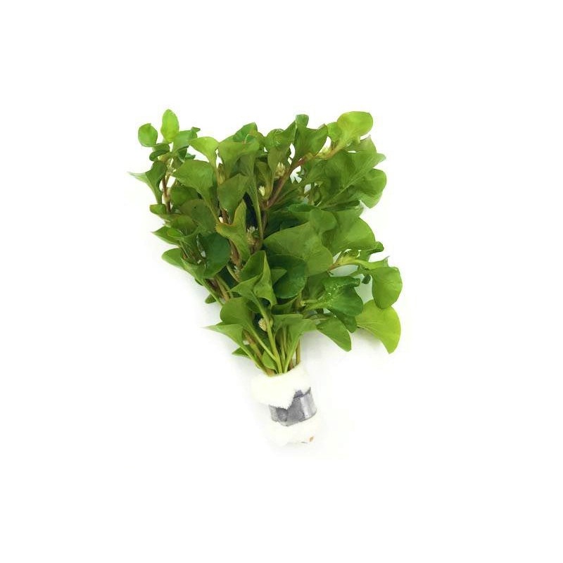 Alternanthera Bettzickiana Green