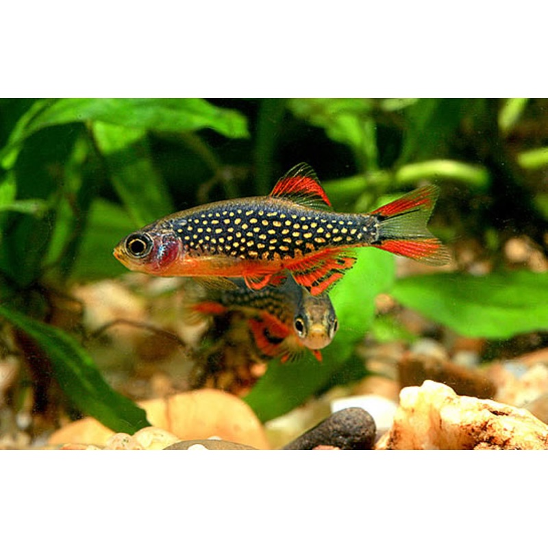 Galaxy Rasbora