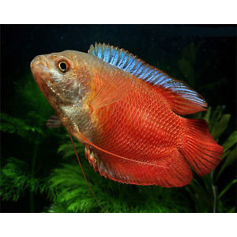 Neon Royal Red Gourami “Colisa Lalia”
