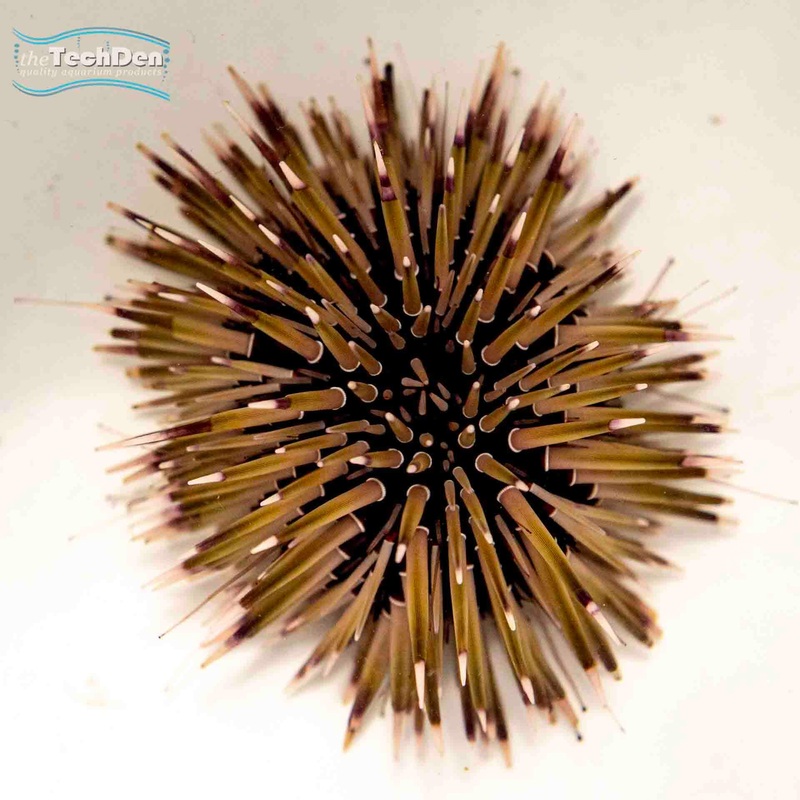 Short Spine Urchin – (No Online Purchases)