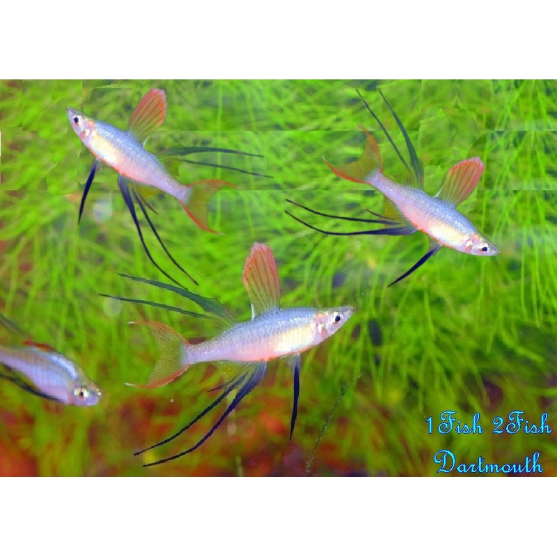Threadfin Rainbowfish “Iriatherina werneri”