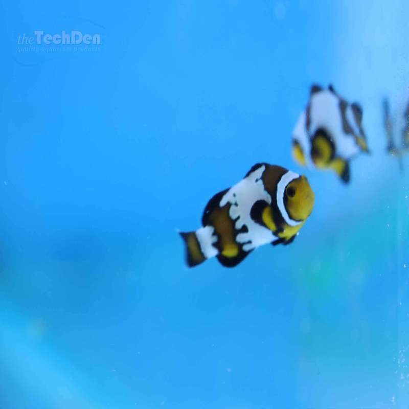 Mocha Snowflake – (No Online Purchases)