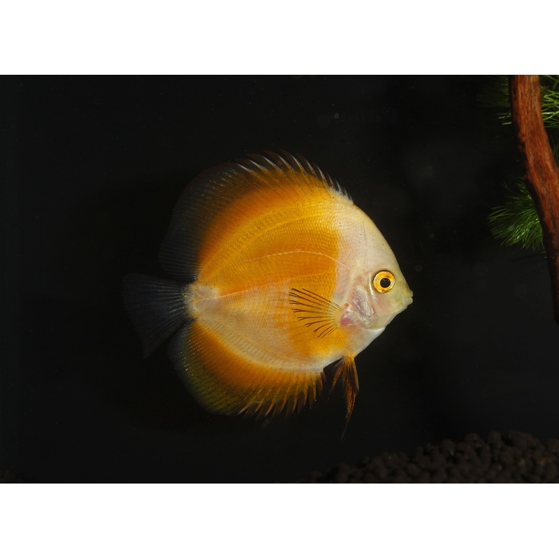Yellow Melon Discus