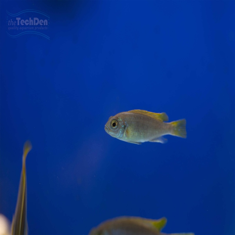 Yellow Tail Acei Cichlid – Pseudotropheus sp. Yellow Tail Acei (No Online Purchases)