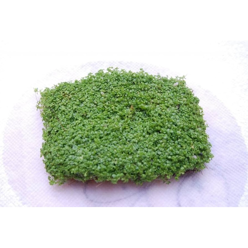 Dwarf Baby Tears – Mat