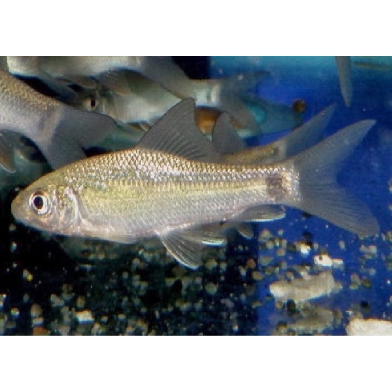 Hump Head Barb “Bangana behri”- 4″