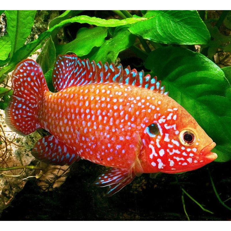 Jewel Cichlid – “Hemichromis bimaculatus”