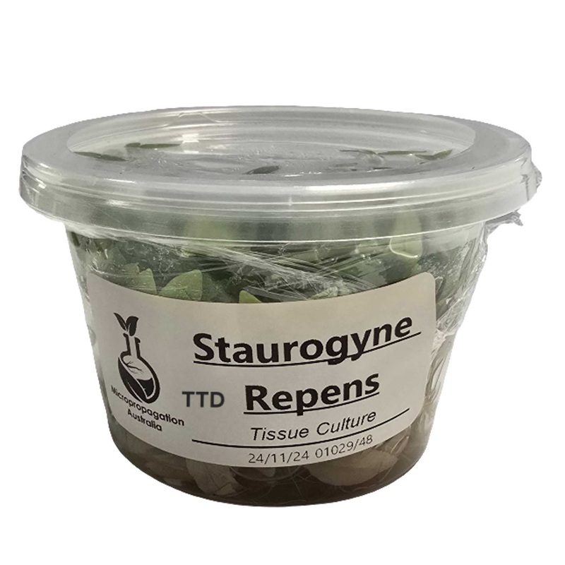 Micropropagation Australia – Staurogyne repens – Live Plant – Tissue Culture