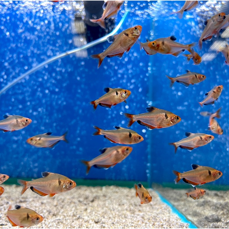 Serpae Tetra – (No Online Purchases)