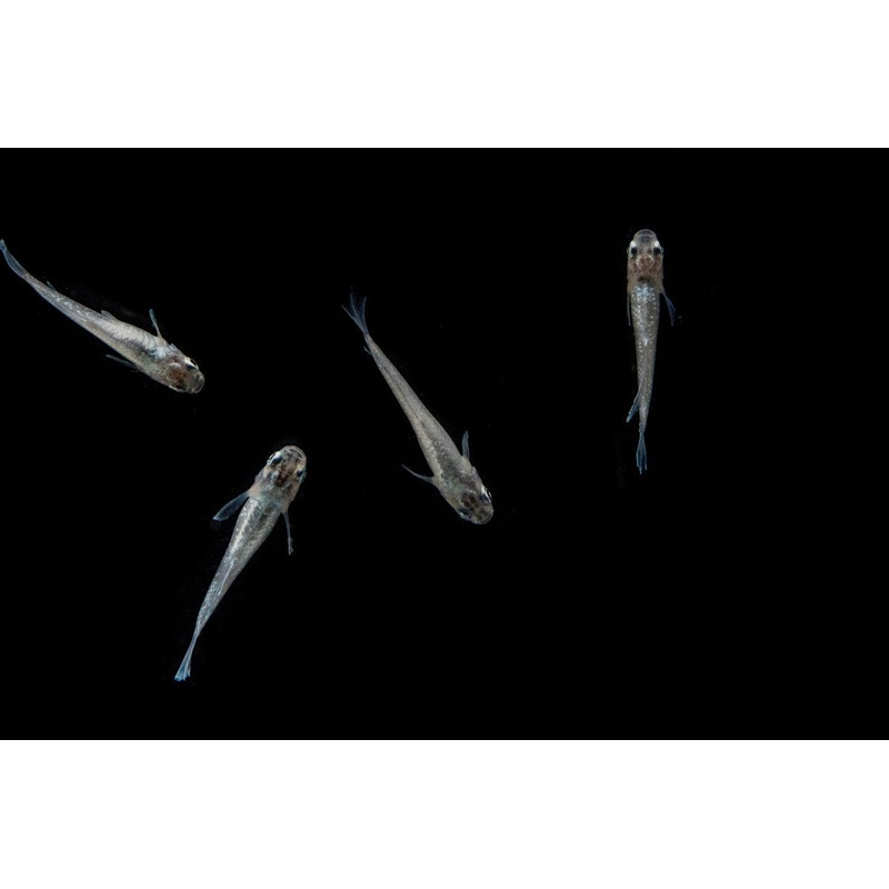 White Galaxy Long Fin Medaka Rice Fish