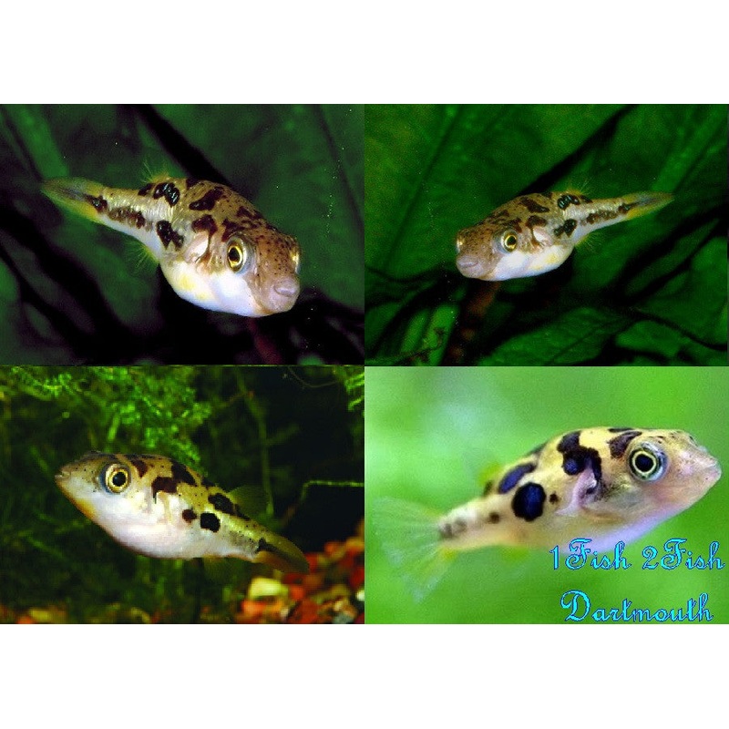 Indian Dwarf Puffer “Tetraodon travancoricus”