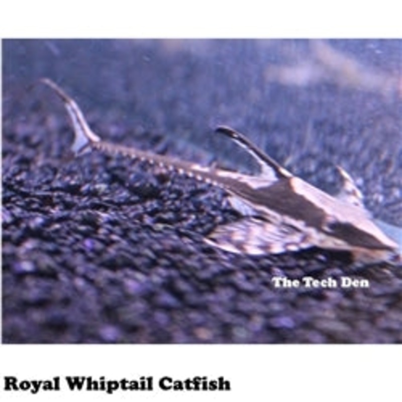 Royal Whiptail Catfish – (No Online Purchases)