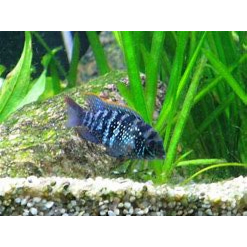 Blue Acara