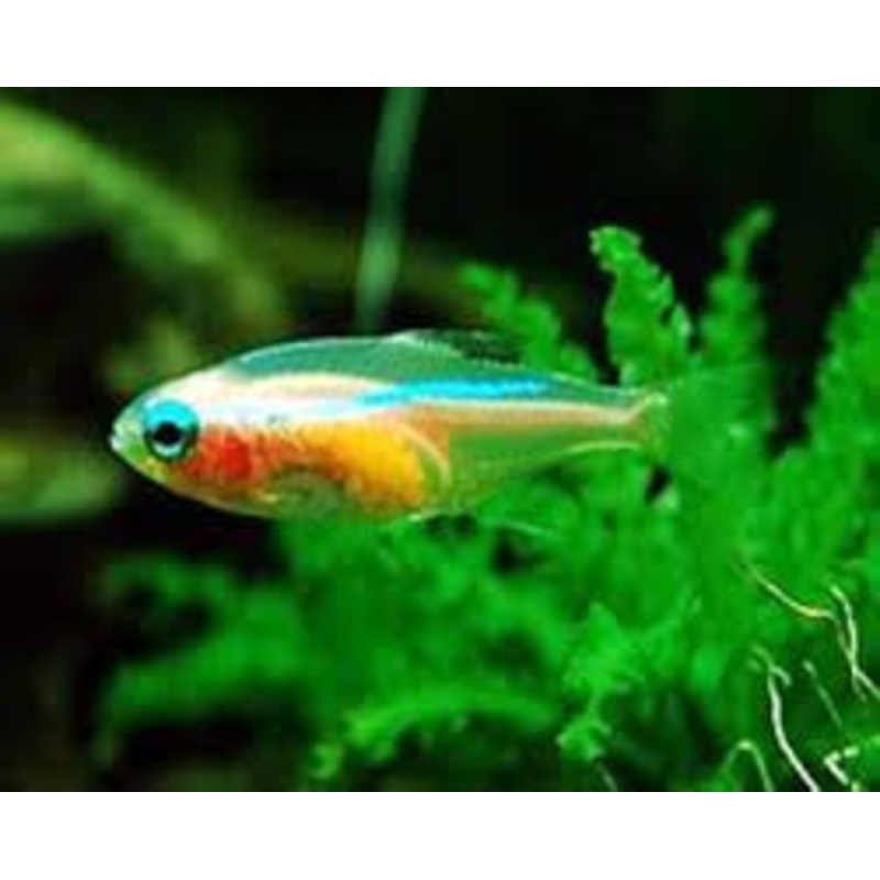 Gold Tetra “Hemigrammus rodwayi” – Wild Caught
