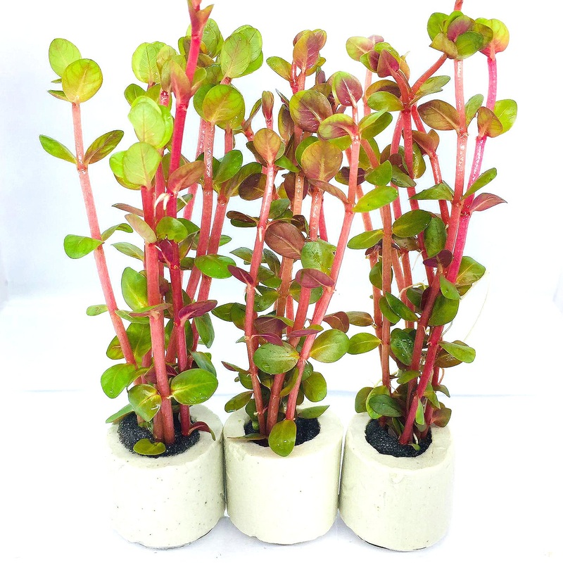 Rotala rotundifolia (1 POT)