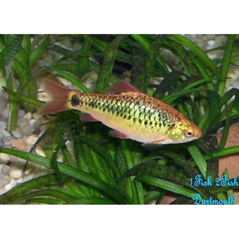 Gold Barb “Puntius sachsii”