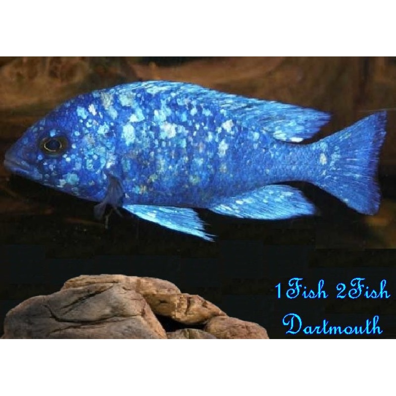 Star Sapphire Cichlid “Placidochromis sp. “