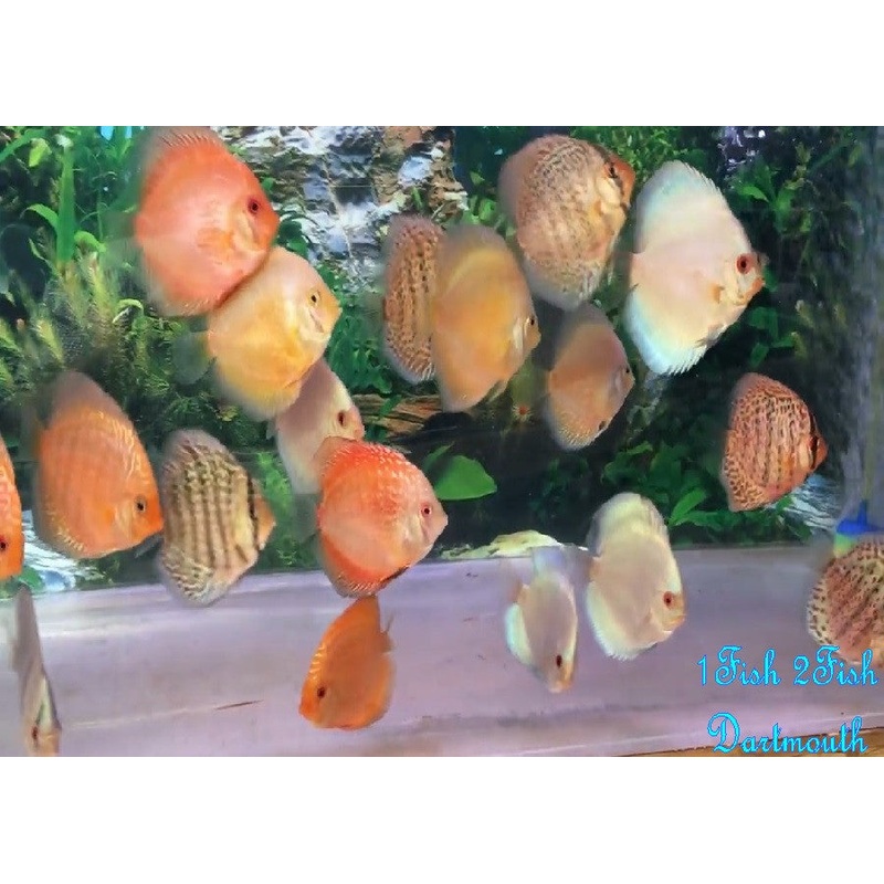 Discus “Symphysodon discus”