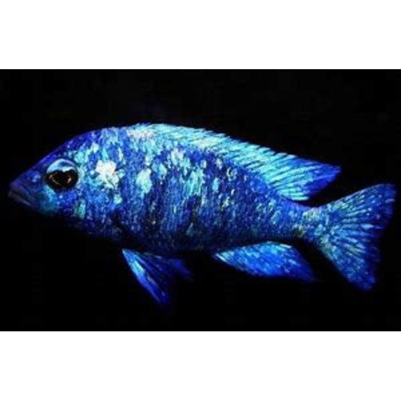 Malawi – Phenochilus