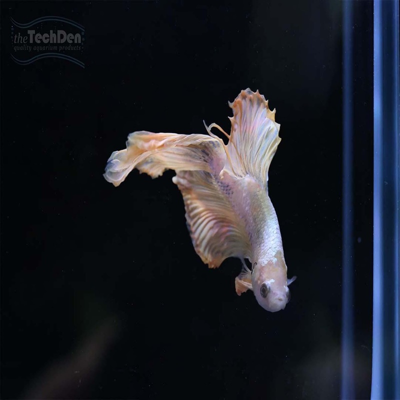 Male Betta $45 – (No Online Purchases)