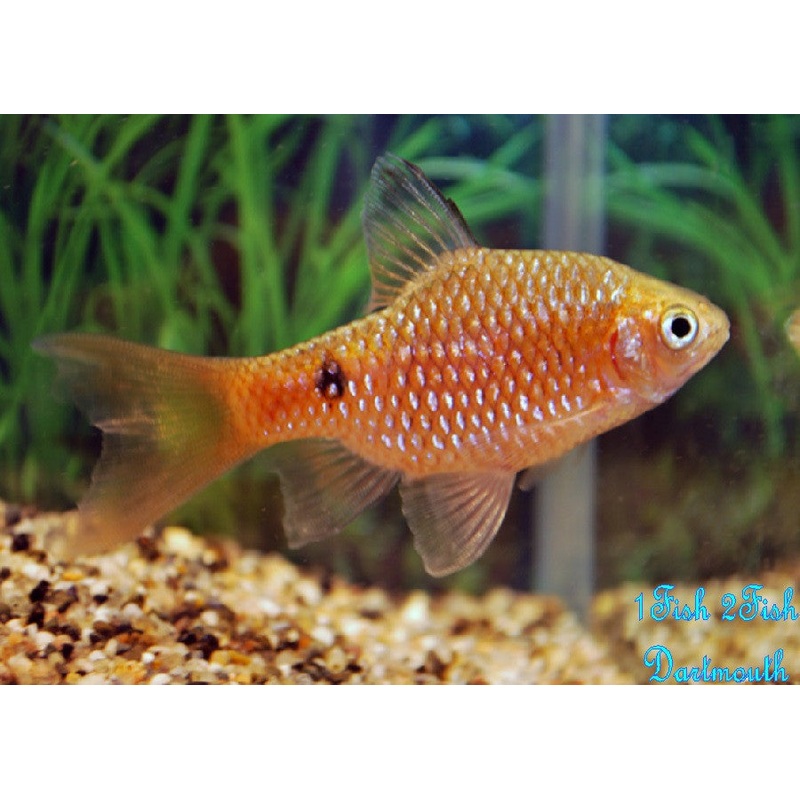 Rosy Barb “Pethia conchonius”