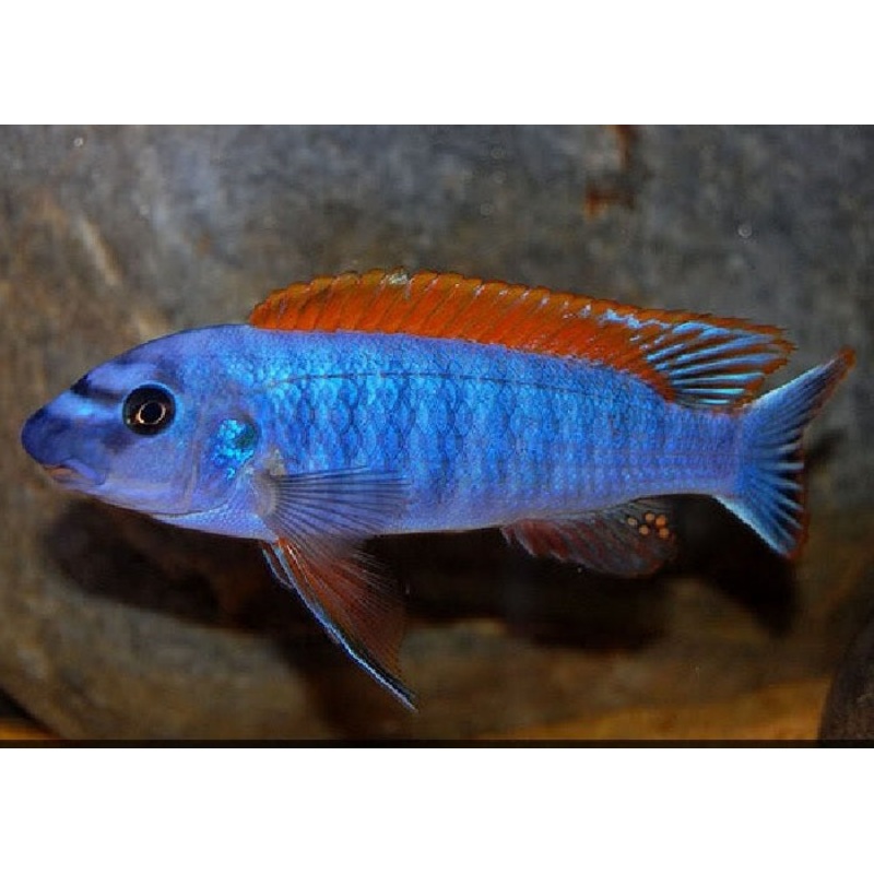 Trewavas Red-Finned Cichlid “Labeotropheus trewavasae”
