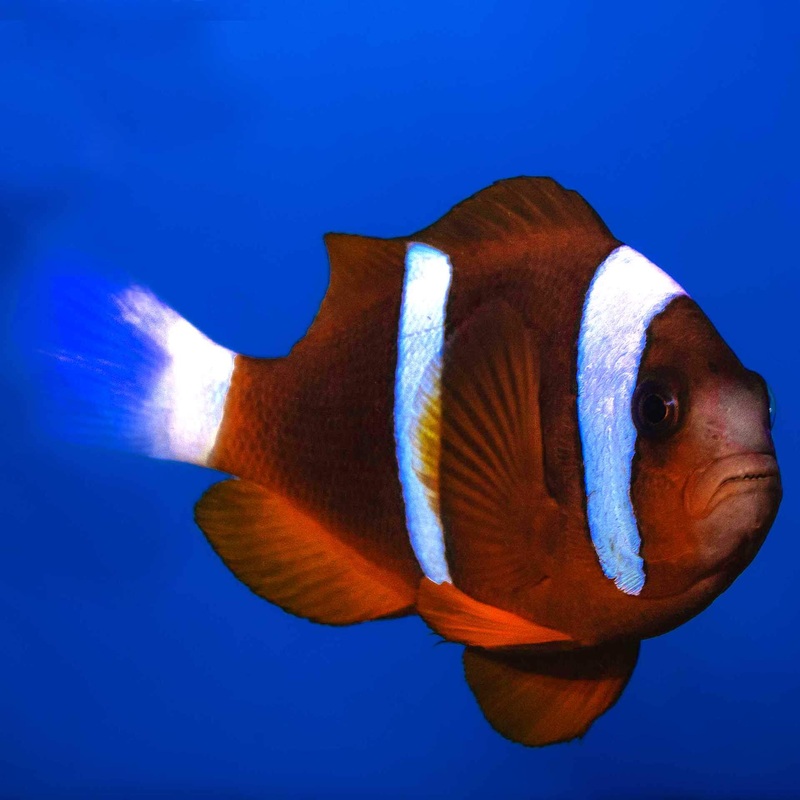 Barrier Reef Clownfish SINGLE – (No Online Purchases)