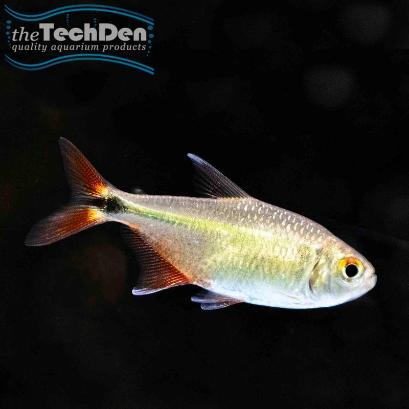 Buenos Aires Tetra – (No Online Purchases)
