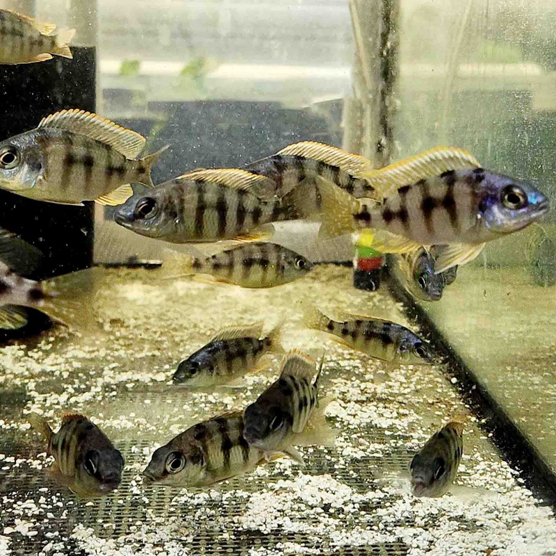 Taiwan Reef Cichlid (Protomelas sp. Steveni Taiwan) – (No Online Purchases)