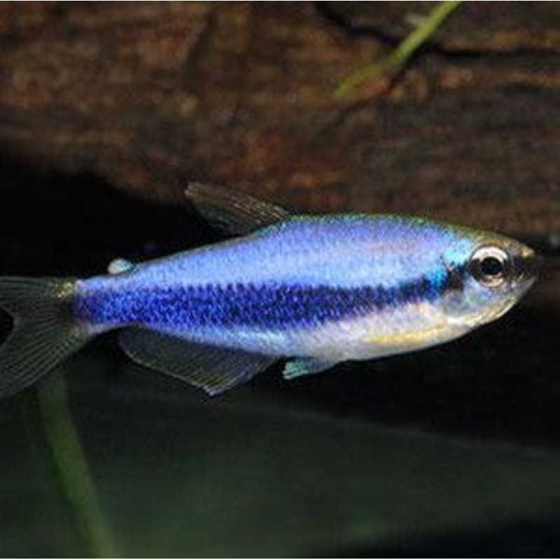 Blue Emperor Tetra – (No Online Purchases)