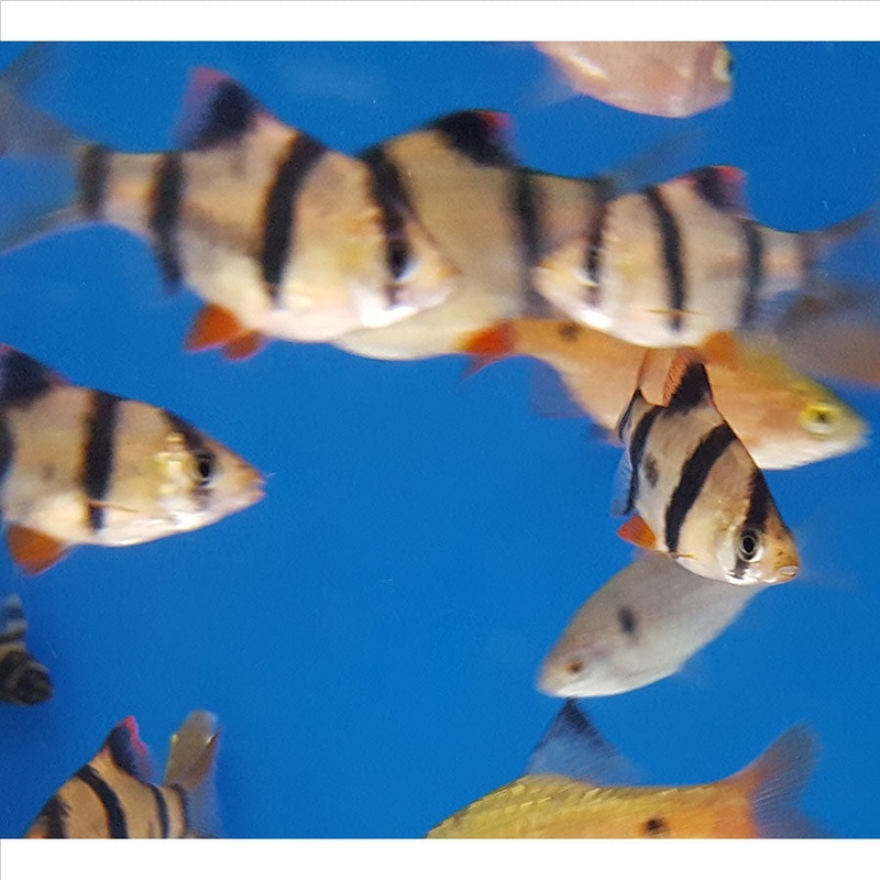 Assorted Tiger Barb – (No Online Purchases)