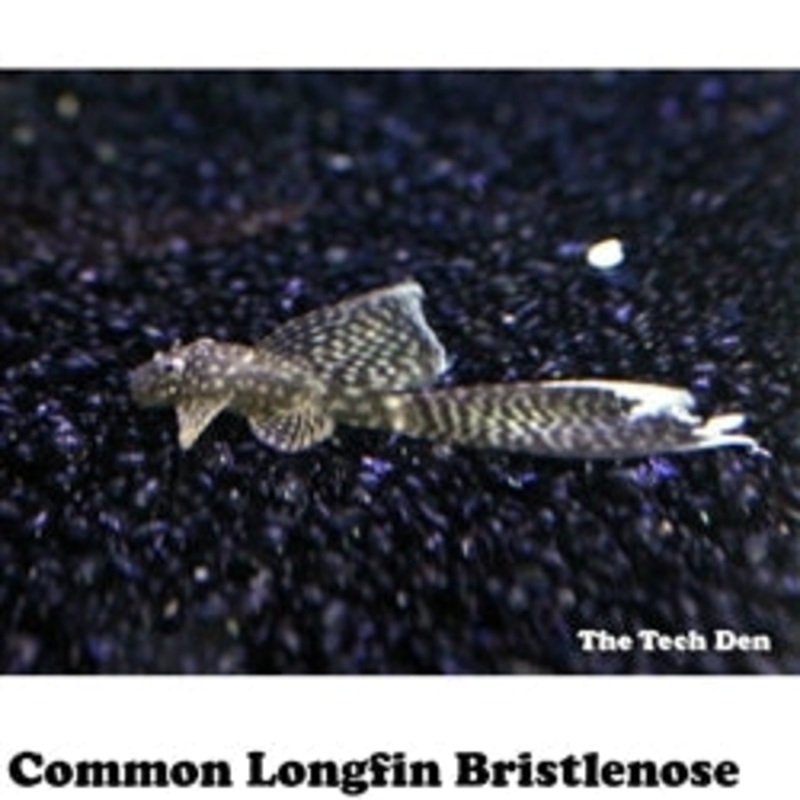 Common Longfin Bristlenose – (No Online Purchases)