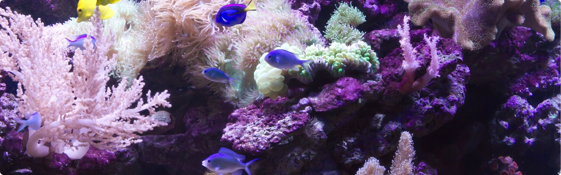 Complete Aquarium Store | Fish Tanks, Food, Decor, Monitors & Cleaning Essentials